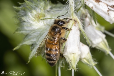 Honey Bee Spring 2024